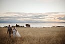 bride and groom waking in tall grass as the sun starts to set- Taupo Wedding